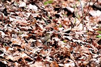 Bild: Peter Blei unterwegs in der Natur
