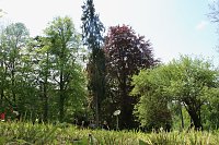 Bild: 6. Heinrich-Siesmayer Ged&auml;chtnislauf im Park Hohenrode
