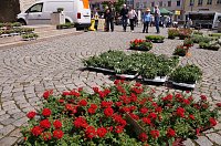 Bild: Geranienmarkt auf dem Rathausplatz