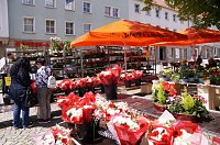 Bild: Geranienmarkt auf dem Rathausplatz