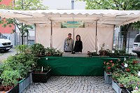 Bild: Geranienmarkt am Rathaus