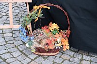 Bild: Geranienmarkt am Rathaus