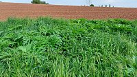 Bild: Riesen-B&auml;renklau ist eine Gefahr f&uuml;r Wanderer und Landwirtschaft