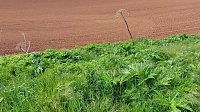 Bild: Riesen-B&auml;renklau ist eine Gefahr f&uuml;r Wanderer und Landwirtschaft
