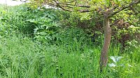 Bild: Riesen-B&auml;renklau ist eine Gefahr f&uuml;r Wanderer und Landwirtschaft