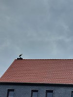 Bild: Beobachtung einer Seltenheit
