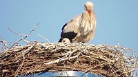 Nachwuchs bei Familie Adebar Bild: Nachwuchs bei Familie Adebar