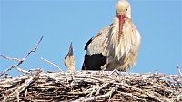 Nachwuchs bei Familie Adebar Bild: Nachwuchs bei Familie Adebar