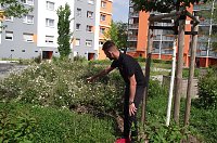 Bild: Daniel Schneider, der junge sympathische Teamleiter Objektmanagement der WBG, f&uuml;hrte uns durch einen gr&uuml;nen und bl&uuml;henden Bereich um den Aueblick mit den optisch eindrucksvoll aufgewerteten Plattenbauten. Hier zeigt er auf bl&uuml;hende B&uuml;sche.