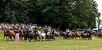 Bild: Ponyshow in W&uuml;lfingerode