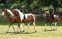 Bild: Ponyshow in W&uuml;lfingerode