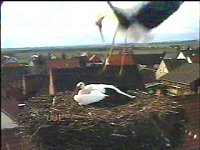 Jetzt sind es zwei Störche Bild: Jetzt sind es zwei Störche
