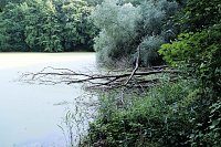 Bild: Am Wiesenteich