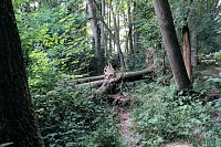 Bild: Am Wiesenteich