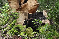 Bild: Der Rest einer Buche