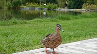 Stippvisite bei der Landesgartenschau in Bad Gandersheim Bild: Stippvisite bei der Landesgartenschau in Bad Gandersheim