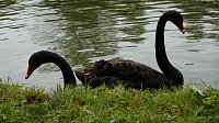 Stippvisite bei der Landesgartenschau in Bad Gandersheim Bild: Stippvisite bei der Landesgartenschau in Bad Gandersheim