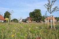 Bild: Bl&uuml;tenpracht am Hesser&ouml;der Dorfanger