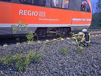 Bahn kollidiert mit Ästen Bild: Bahn kollidiert mit Ästen
