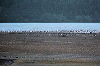 Bild: Neuer Aussichtsturm am Stausee Kelbra
