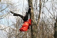 Bild: Baumproben bei Kelbra