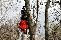 Bild: Baumproben bei Kelbra