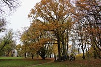 Bild: Artistik zwischen Baum und Borke - im Park Hohenrode lud man zu einem k&uuml;nsterlischen Waldspaziergang
