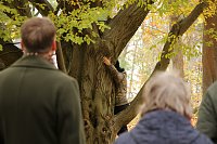 Bild: Artistik zwischen Baum und Borke - im Park Hohenrode lud man zu einem k&uuml;nsterlischen Waldspaziergang