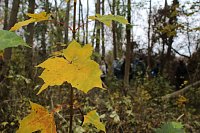 Bild: Artistik zwischen Baum und Borke - im Park Hohenrode lud man zu einem k&uuml;nsterlischen Waldspaziergang