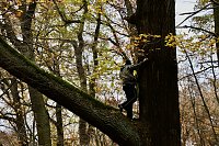 Bild: Artistik zwischen Baum und Borke - im Park Hohenrode lud man zu einem k&uuml;nsterlischen Waldspaziergang