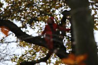 Bild: Artistik zwischen Baum und Borke - im Park Hohenrode lud man zu einem k&uuml;nsterlischen Waldspaziergang