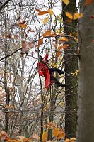 Bild: Artistik zwischen Baum und Borke - im Park Hohenrode lud man zu einem k&uuml;nsterlischen Waldspaziergang