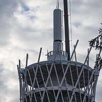 Der Hexenbesen wächst und wächst und... Bild: Der Hexenbesen wächst und wächst und...