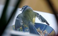 Bild: Gefiederte G&auml;ste an der Futterschale