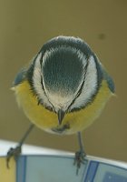 Bild: Gefiederte G&auml;ste an der Futterschale