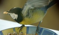 Bild: Gefiederte G&auml;ste an der Futterschale