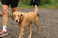 Bild: 11. Harztorlauf - Am Start und auf der Strecke
