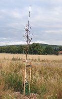 Baum vertrocknet trotz Wassersack Bild: Baum vertrocknet trotz Wassersack