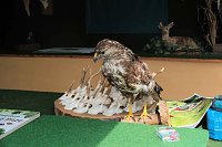 Bild: Scheinenhof-Fest mit Hobby Horsing