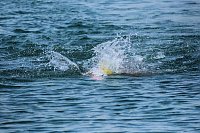 Bild: Firmen Triathlon in Sundhausen
