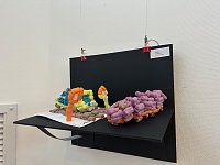 Bild: Bilderausstellung zum 125. Stra&szlig;enbahn-Jubil&auml;um in der Kreissparkasse Nordhausen 