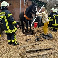 Bild: Das Pferd war in eine fr&uuml;here, jetzt leere, G&uuml;llegrube gerutscht.