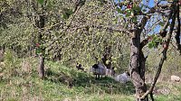 Idylle pur inmitten der Kulturlandschaft - zum "Tag der Streuobstwiese" wurde zur Wiese am Rosenteich bei Neustadt geladen Bild: Idylle pur inmitten der Kulturlandschaft - zum "Tag der Streuobstwiese" wurde zur Wiese am Rosenteich bei Neustadt geladen