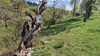 Idylle pur inmitten der Kulturlandschaft - zum "Tag der Streuobstwiese" wurde zur Wiese am Rosenteich bei Neustadt geladen Bild: Idylle pur inmitten der Kulturlandschaft - zum "Tag der Streuobstwiese" wurde zur Wiese am Rosenteich bei Neustadt geladen