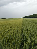 Bild: Feldtag des Kreisbauernverbandes