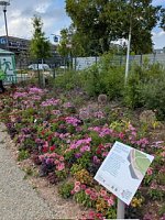 Bild: Nordhausens Herzsportler waren zu Gast auf der Landesgartenschau