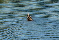 Bild: Impressionen vom Stausee Kelbra