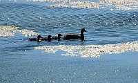 Bild: Impressionen vom Stausee Kelbra