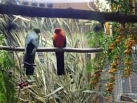 Vogelausstellung in Sondershausen Bild: Vogelausstellung in Sondershausen