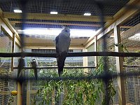 Vogelausstellung in Sondershausen Bild: Vogelausstellung in Sondershausen
